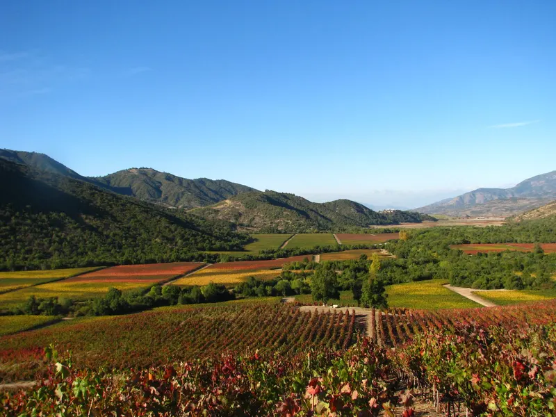 Paisaje de viñedos en otoño con colores verde oscuro y ocres en la ruta andina del vino accesible