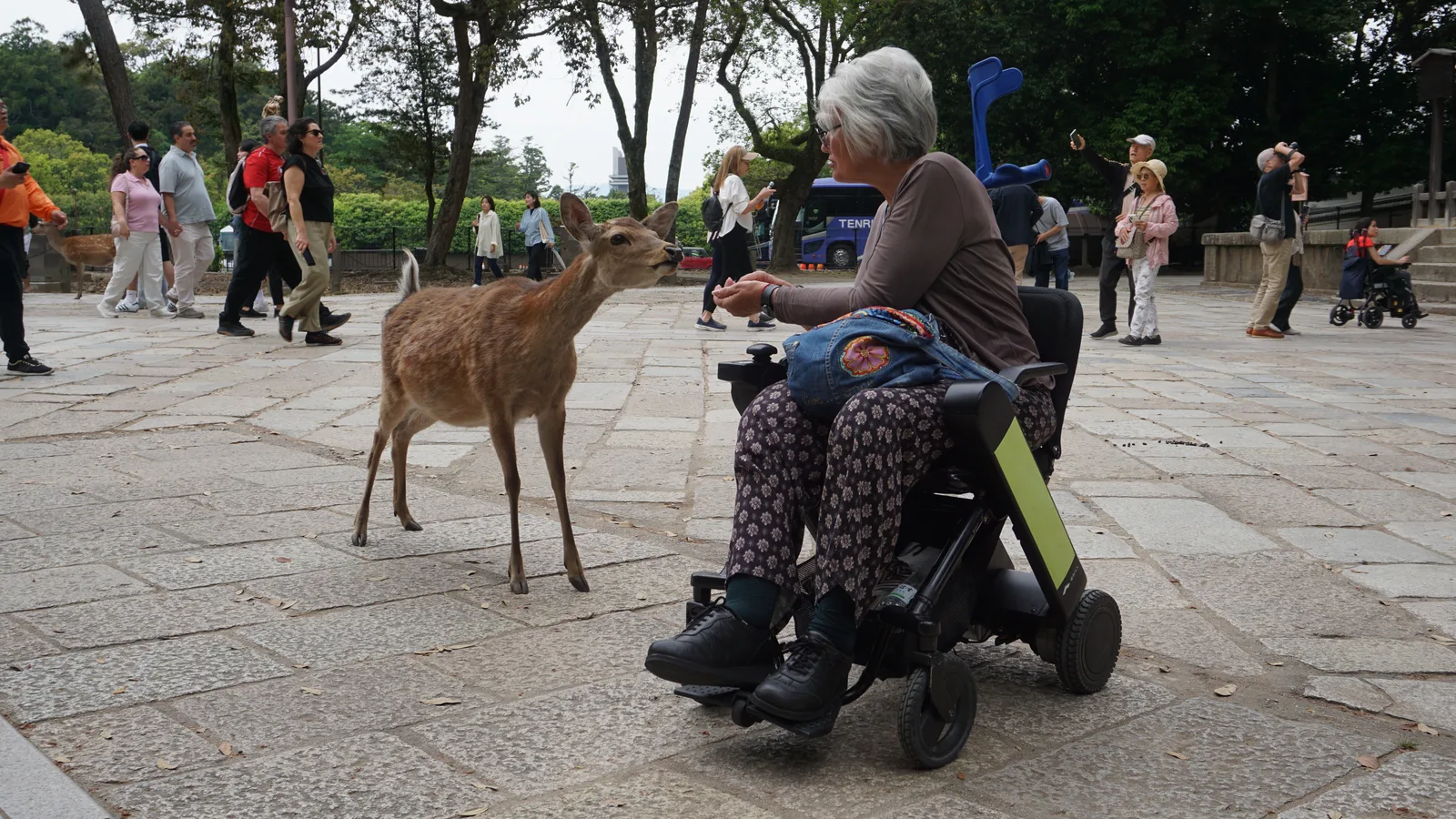 Persona en silla de ruedas motorizada en plaza pavimentada, observando un animal salvaje. Zona verde con árboles y otros visitantes de fondo.